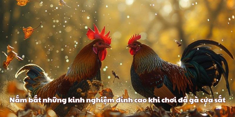 Nắm bắt những kinh nghiệm đỉnh cao khi chơi đá gà cựa sắt