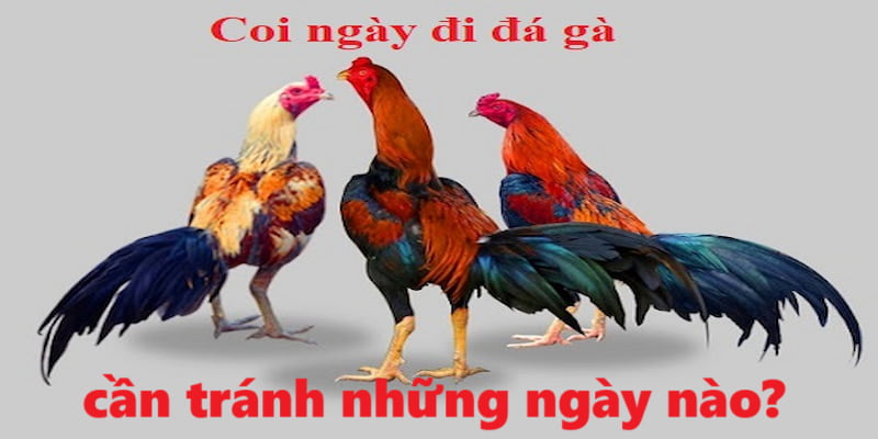 Cần tránh những ngày xấu khi tham gia chọi kê