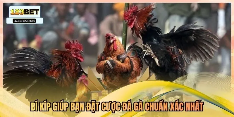 Bí kíp giúp bạn đặt cược đá gà chuẩn xác nhất