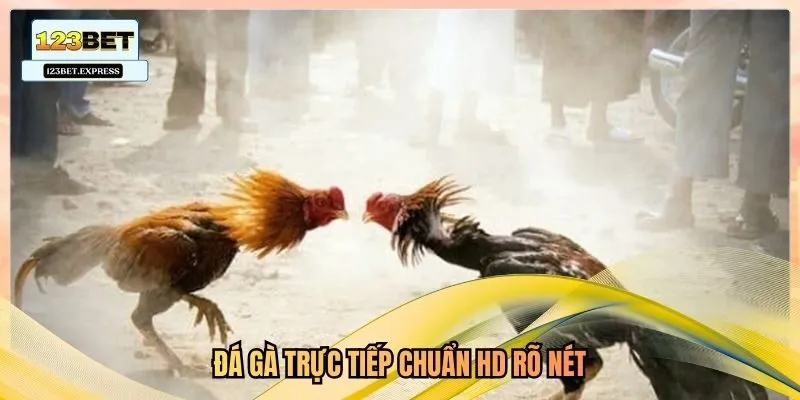 Đá gà trực tiếp chuẩn HD rõ nét